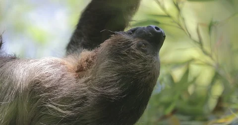 Choloepus didactylus Stock Footage 107070441