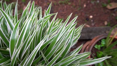 Cholorophytum comosum in the garden. Stock Footage 135889417