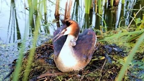 Chomga, or a large grebe with a small chick. The bird is sitting in the nest. Stock Footage 163819247