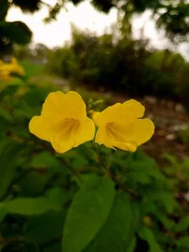Chondro Probha(চন্দ্রপ্রভা ফুল)- Tecoma stans---2 스톡 사진