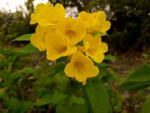 Chondro Probha(চন্দ্রপ্রভা ফুল) - Tecoma stans 스톡 사진
