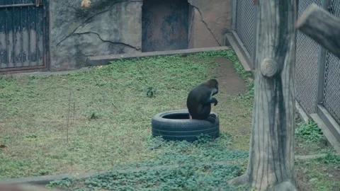 Chongqing Zoo Dark Monkey Sitting on Tire in Open Enclosure with Green Ground Stock Footage 335027123
