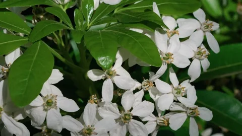 Choosy ternate flowers Stock Footage 314856479