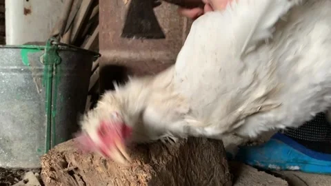 Chop off chicken head 스톡 동영상 100757035