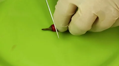Chop chili pepper Stock Footage 67584549