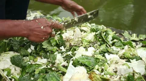 Chop chop Stock Footage 10954935