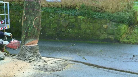 Chop down the diseased tree with a chainsaw or chainsaw and use it for firewood Stock Footage 169923485