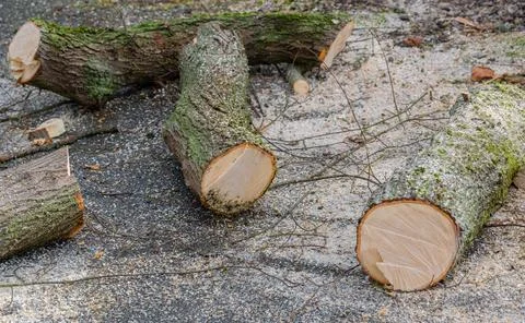 Chop down the diseased tree with a chainsaw or chainsaw and use it for firewood Stock Photos