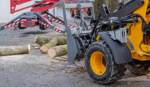 Chop down the diseased tree with a chainsaw or chainsaw and use it for firewood Stock Photos