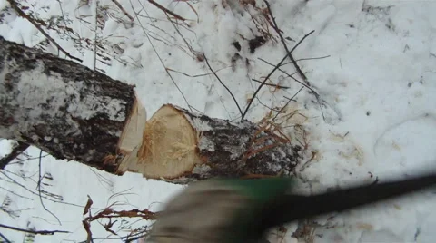 Chop down tree 2 Stock Footage 952786