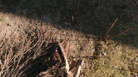 Chop Down A Tree Stock Footage 194235283