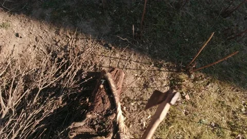 Chop Down A Tree Slow Motion Stock Footage 194529680