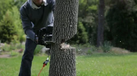 Chop Tree With A Chainsaw Stock Footage 11058533
