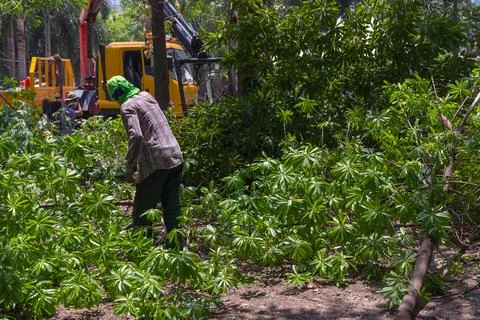 Chop the tree Stock Photos