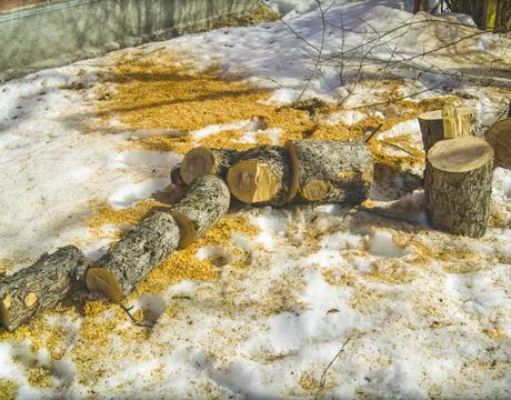 Chopped apple tree 库存照片