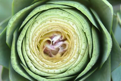 Chopped artichoke Stock Photos