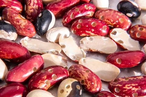 Chopped beans damaged by bean weevil Stock Photos