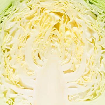 Chopped Cabbage background Stock Photos