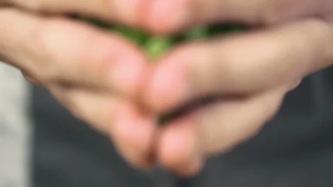 Chopped celery falls on cutting board, slow motion. Concept of healthy food. Stock Footage 124636377