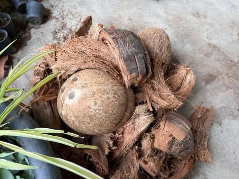 Chopped coconut shells , Coco Husk Chips dried. Stock Photos