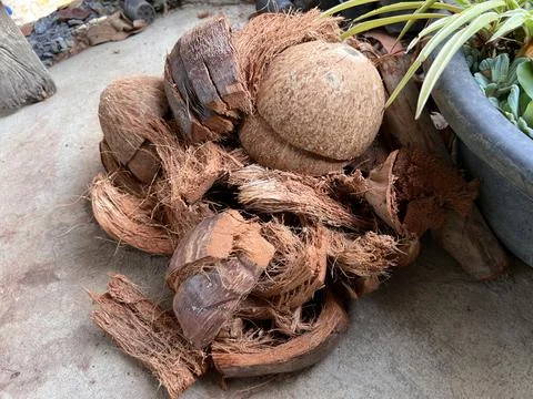 Chopped coconut shells , Coco Husk Chips dried. Foto stock