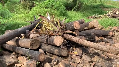 Chopped coconut tree woods at Madh Island Stock Footage 132886224