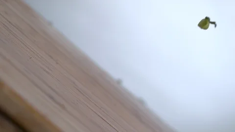 Chopped collard greens falling in slow motion on chopping board Stock Footage 100009380