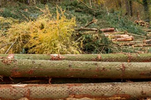 Chopped down logs in a forest Foto stock