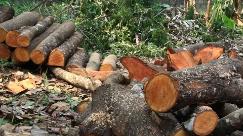 Chopped Down Tree Logs Stock Footage 87803805