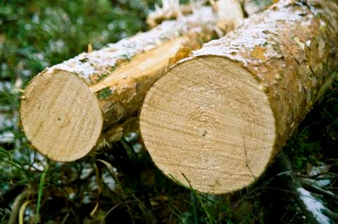 Chopped down tree Stock Photos