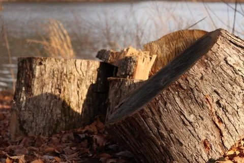 Chopped Down Tree Resting by the Lake During Sunset  Stock Photos