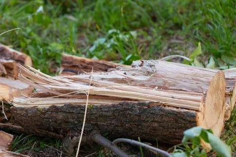 Chopped firewood and split tree logs lying on the grass, showing fresh cuts Stock Photos