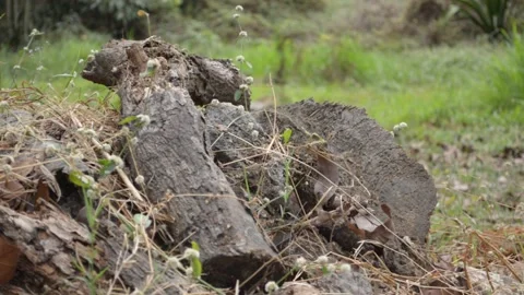 Chopped Log On The Ground Video stock 149001287