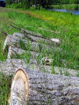 Chopped Logs Stock Photos