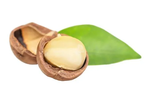 Chopped macadamia nut with leaf isolated Stock Photos