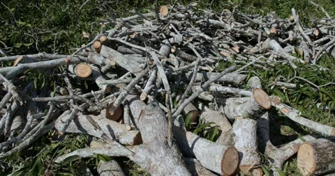 Chopped mango tree lying on the ground as firewood, Tanzania Stock Footage 159356286