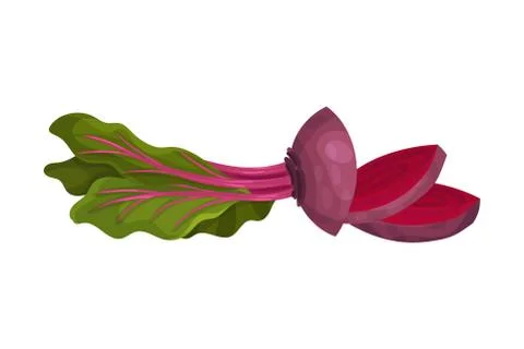 Chopped or Sliced Purple Beetroot Isolated on White Background Vector Illustrazione stock