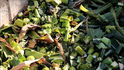 Chopped pieces of cornstalks fall in a pile Stock Footage 77862704