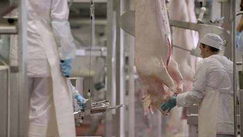 Chopped pig at a factory Stock Footage 70988824
