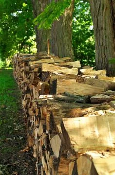 Chopped Split Firewood Piled and Stacked Beneath Maple Trees in the Summer Time Stock Photos