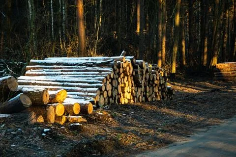Chopped stack of logs covered with fresh snow, ready for transport Stock Photos