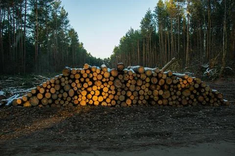 Chopped stack of logs covered with fresh snow, ready for transport Stock Photos