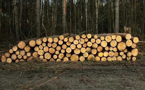 Chopped stack of logs, ready for transport Stock Photos
