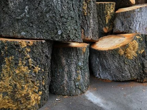 Chopped stumps Stock Photos