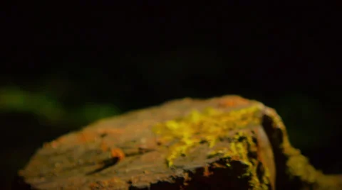 Chopped Tree Close Up Stock Footage 35468821