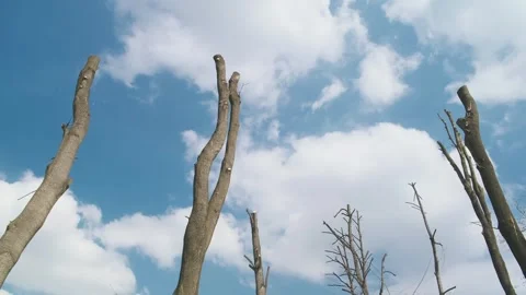 Chopped-off tree crowns, clipped trees branches Stock Footage 274867719