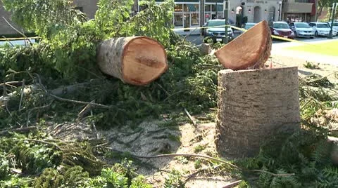 Chopped Tree Video stock 10791434