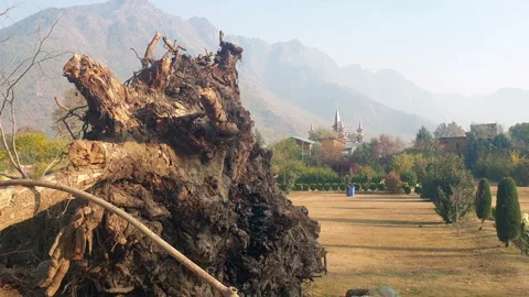 Chopped tree Stock Footage 295879074