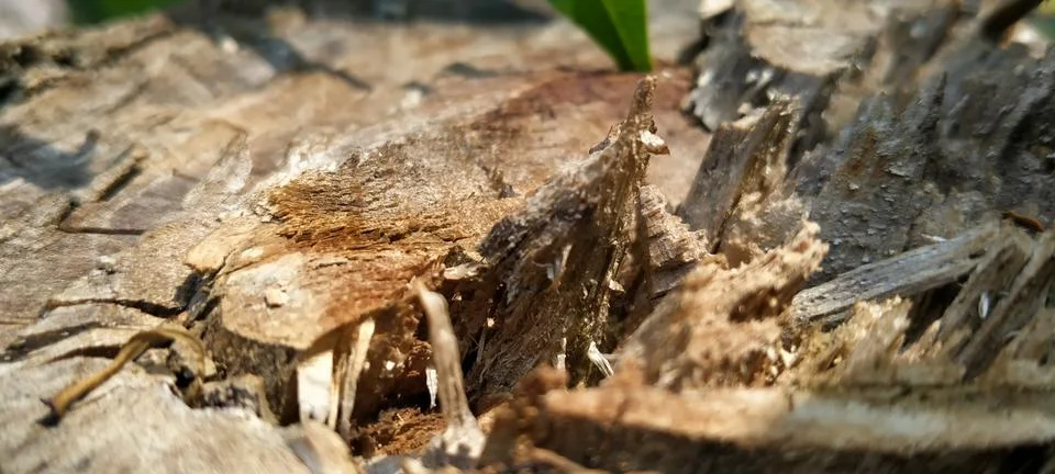 Chopped Tree Log Featuring Axe Details and Bark Foto stock