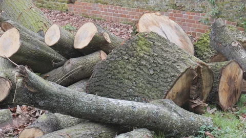 Chopped tree logs piled together outdoors. Stock Footage 279937875